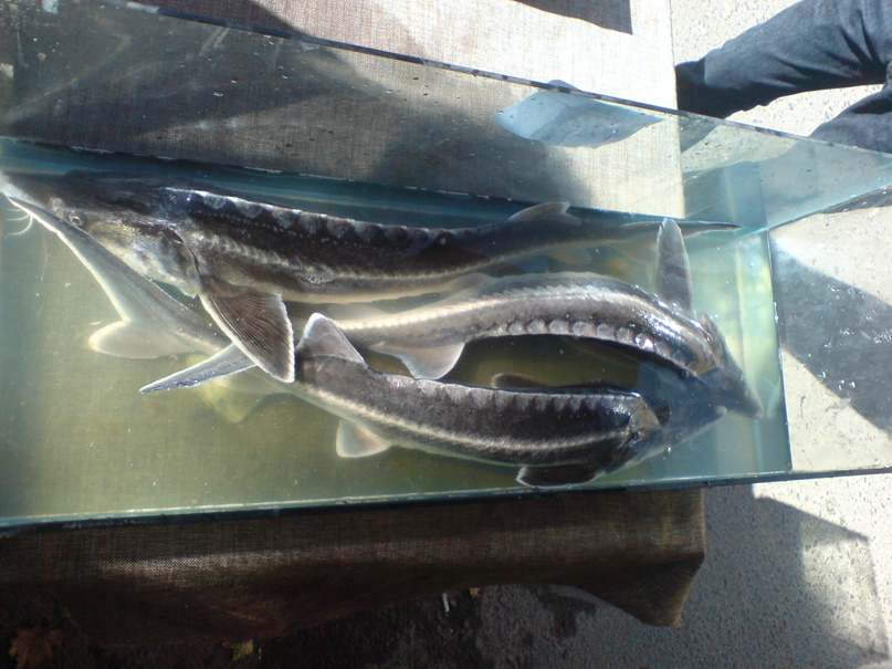 Андрей Тимофеев | Одесса