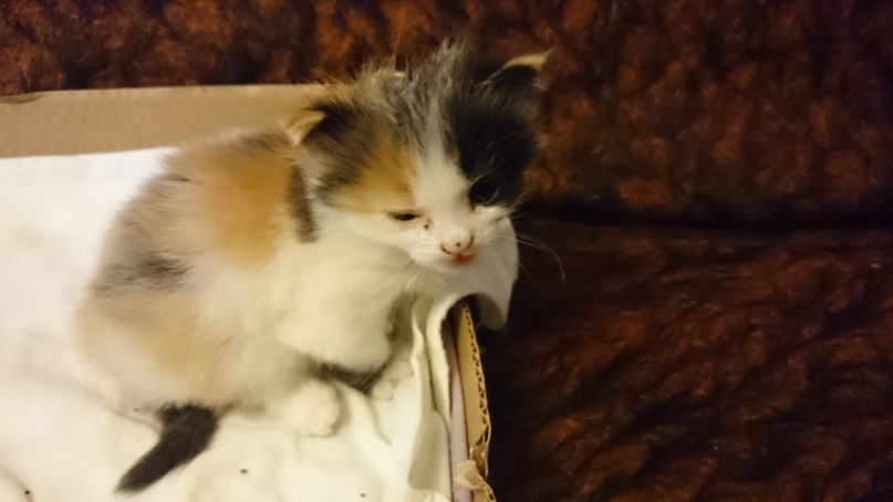 Дмитрий Корж | Смоленск