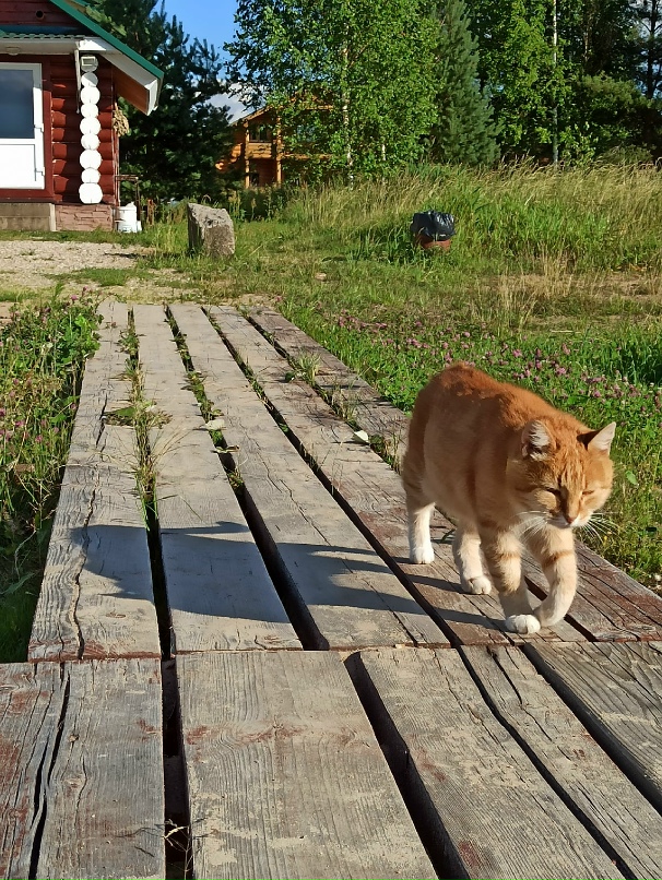 Елена Ноэль |