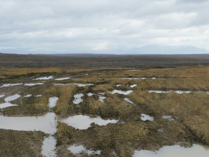 Евгений Медведев |