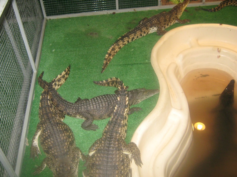 Николай Кравцов | Валдай