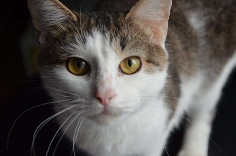 Диана Антонова | Днепр (Днепропетровск)