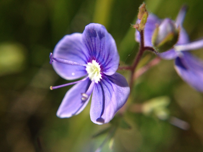Дмитрий Сенин | Повенец