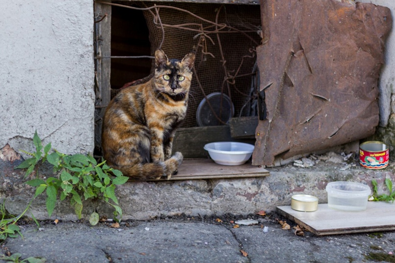 Оле Лукойе |