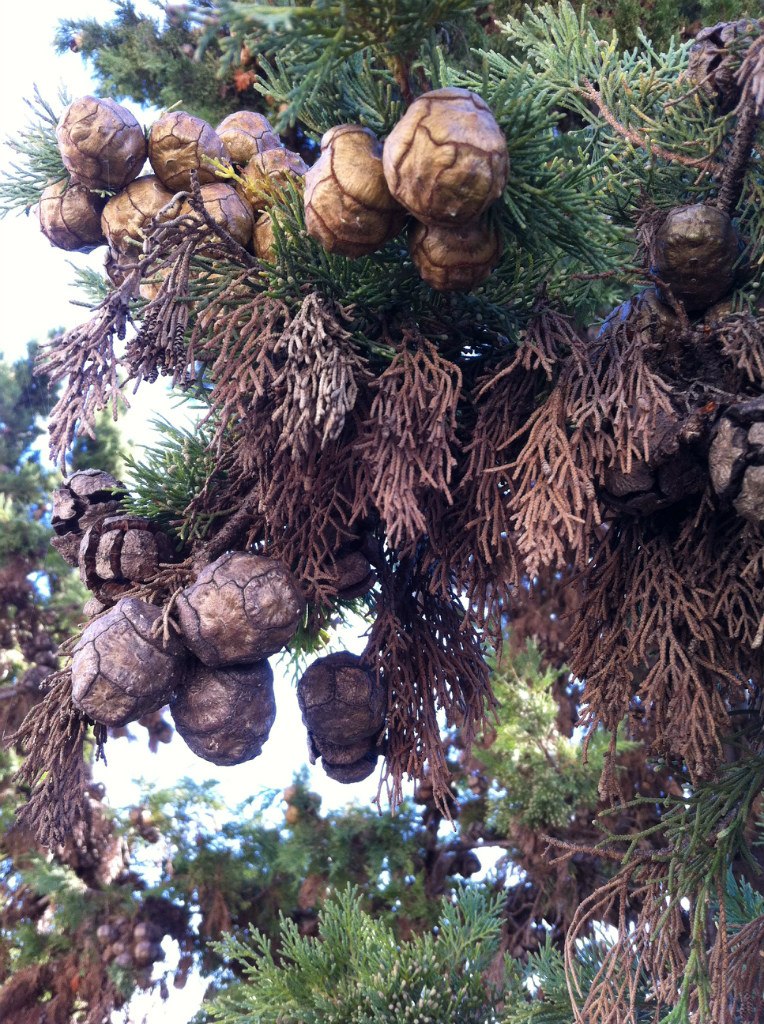 Ольга Заборских | Санкт-Петербург