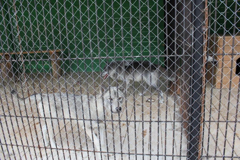 Ольга Чаплыгина Капелька | Санкт-Петербург