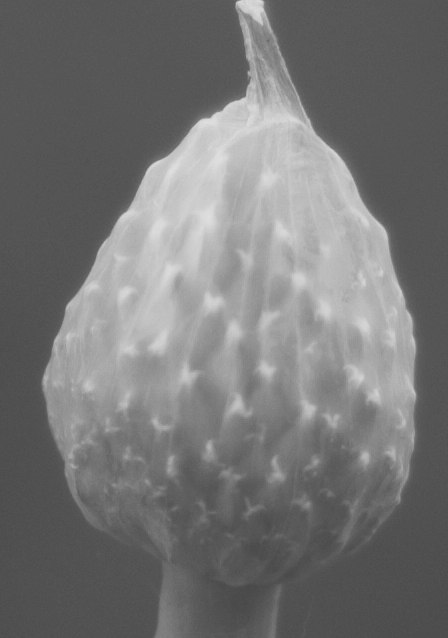 Дарья Кириллова | Санкт-Петербург