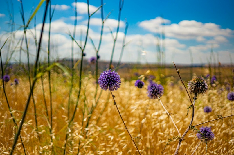 Валентин Бельфер |
