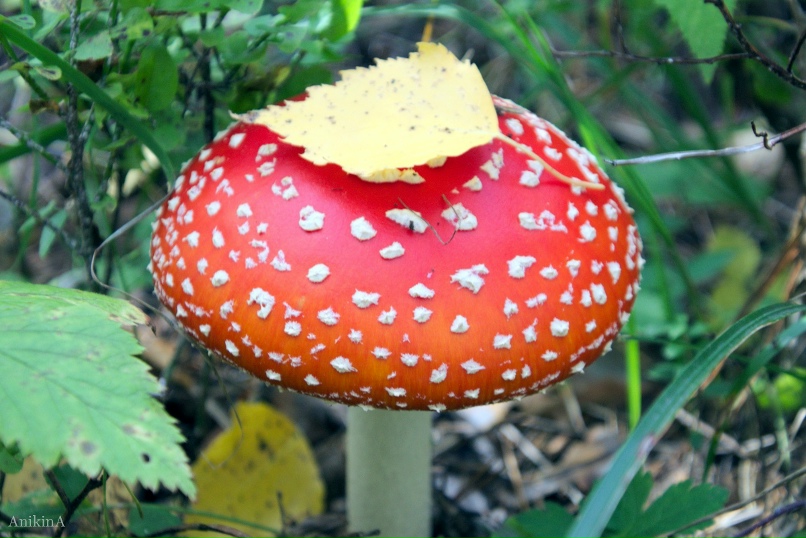 Ольга Аникина | Екатеринбург