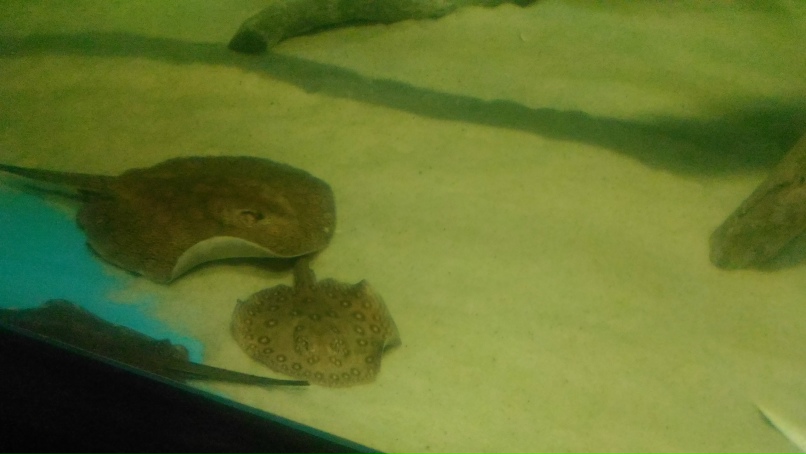 Анна Шевчук | Самара