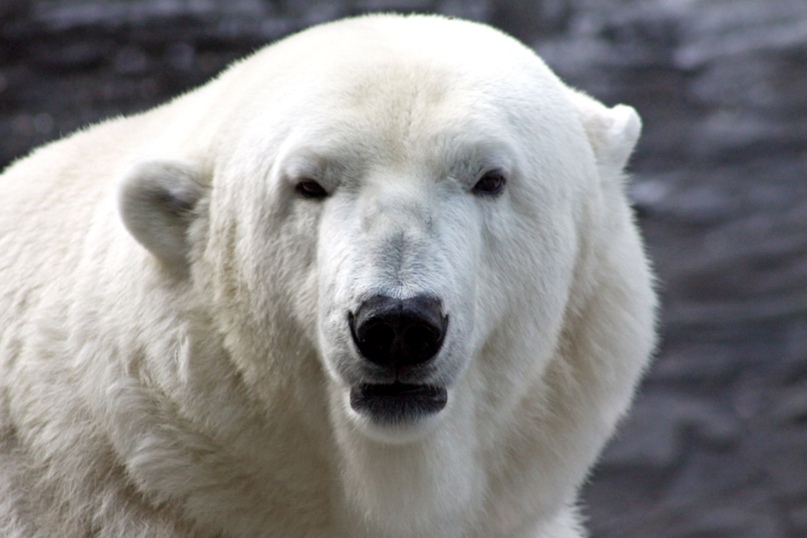 Таня Игнатова | Севастополь