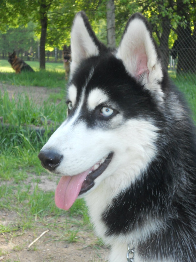 Виктор Андреев | Киев