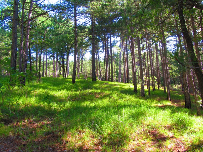 Денис Шевченко ShevcH | Харьков
