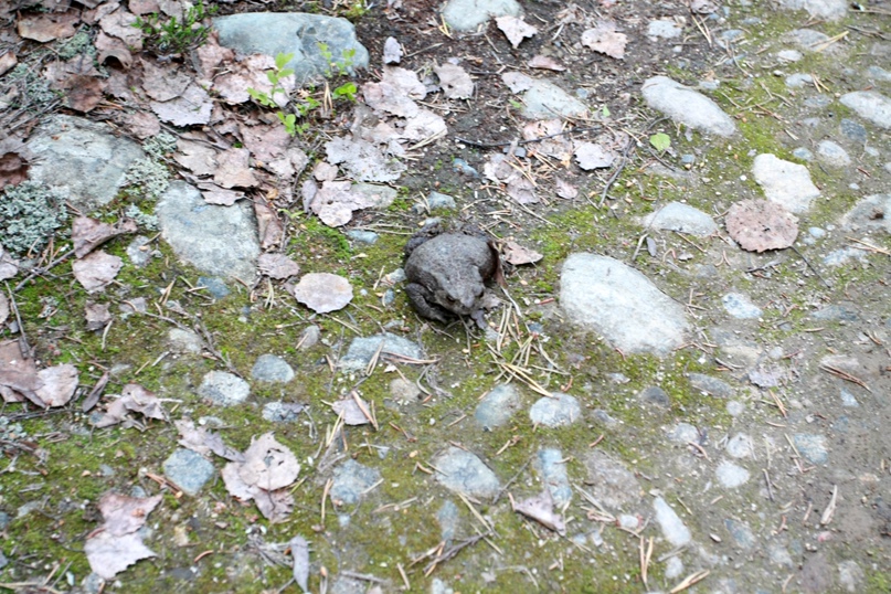 Анна Штром Нутелла | Санкт-Петербург