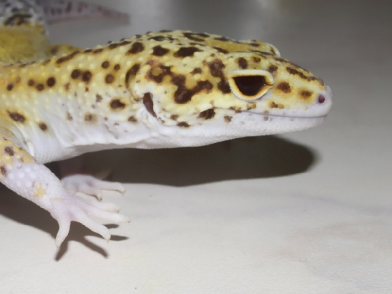 Миссис Смит | Санкт-Петербург