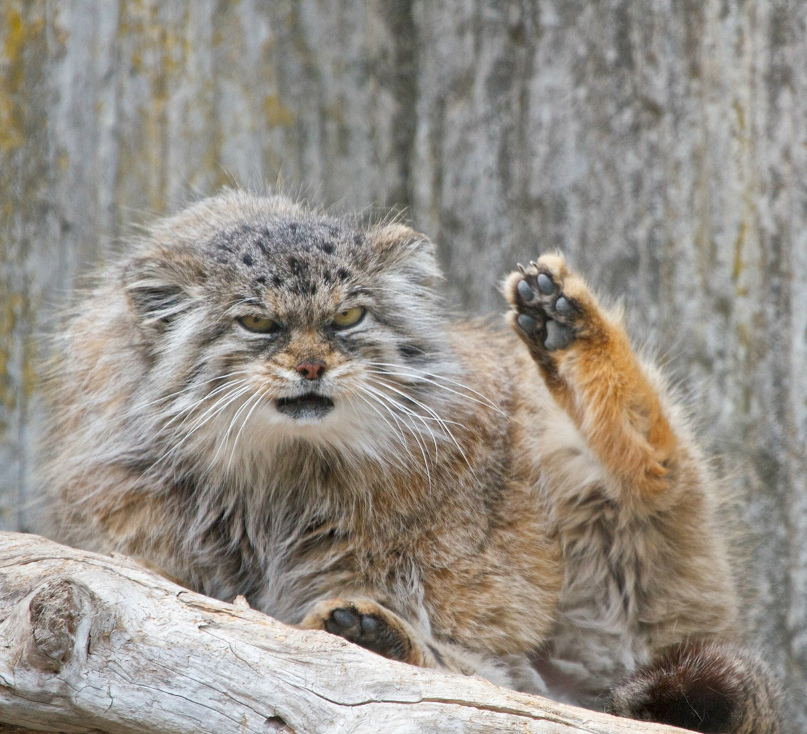Марина Свинцова | Пермь