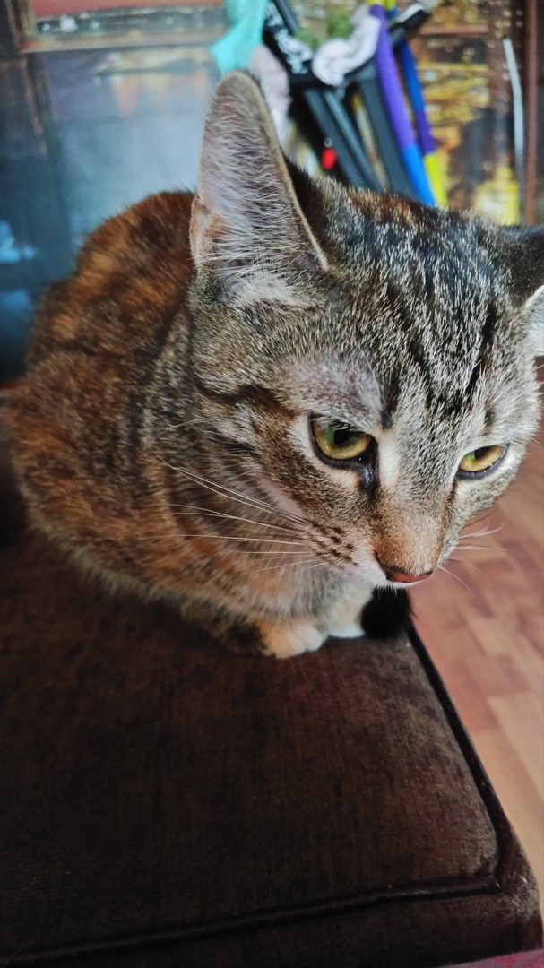 Василий Самородов | Череповец