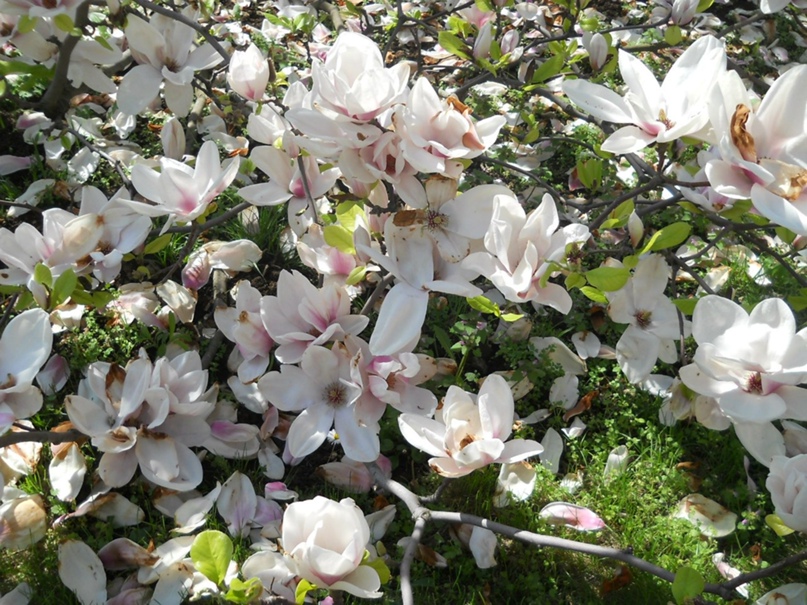 Юлия Рогова | Санкт-Петербург