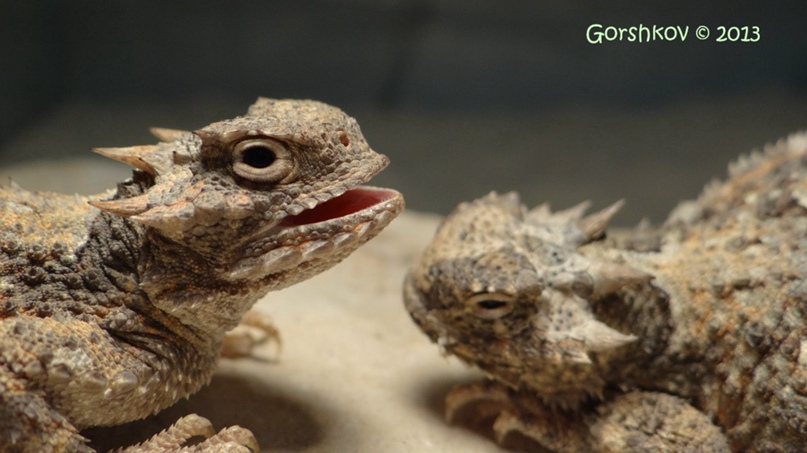 Никита Горшков <Мышэтош> | Киев