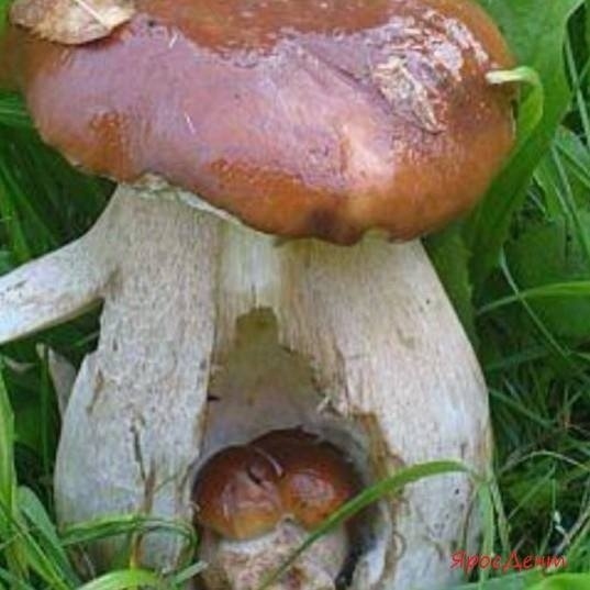 Юрий Громов | Краматорск