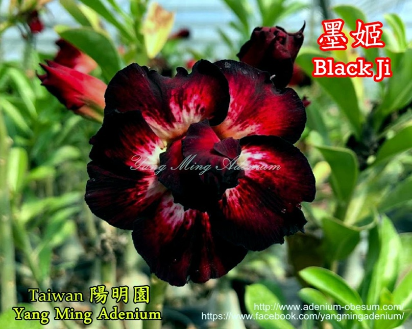 Антонина Леонтьева | Санкт-Петербург