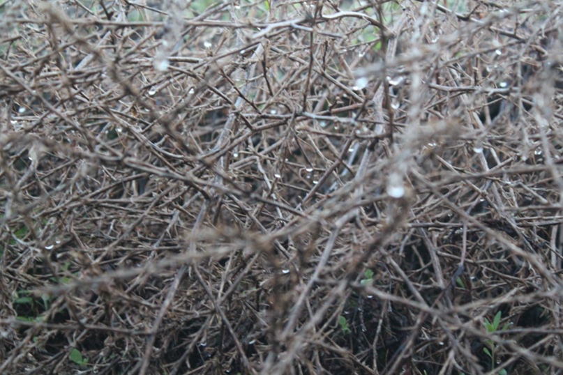 Антон Дьяков | Дивногорск