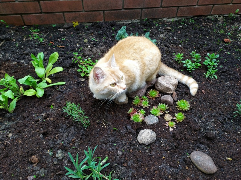 Вера Золотова | Калининград