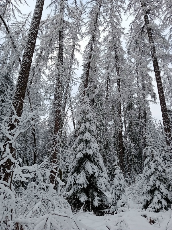 Сергей Лисицын | Санкт-Петербург