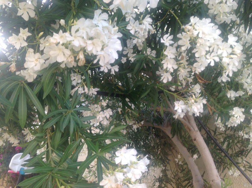 Елена Шешина |