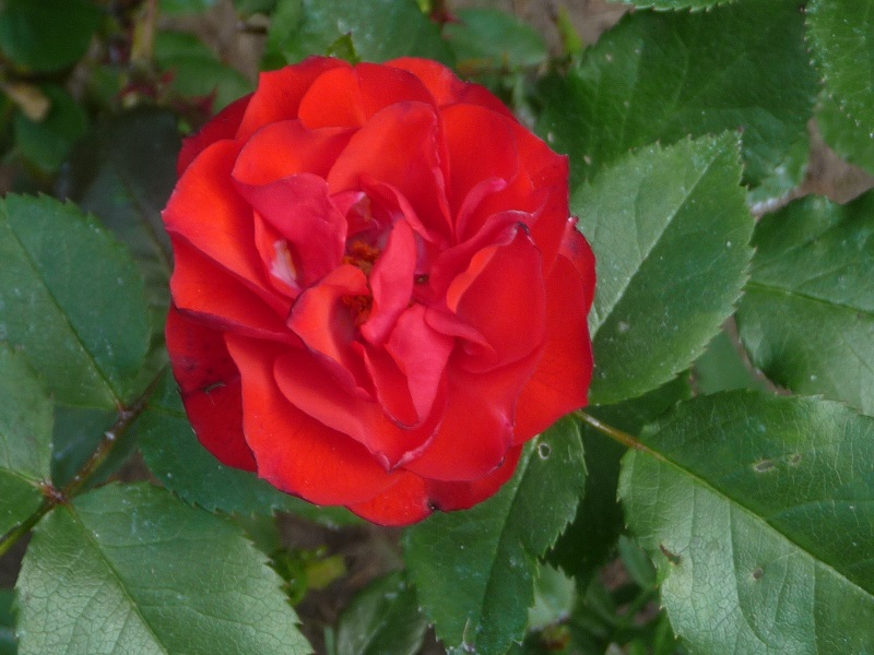 Наташа Павлова | Санкт-Петербург