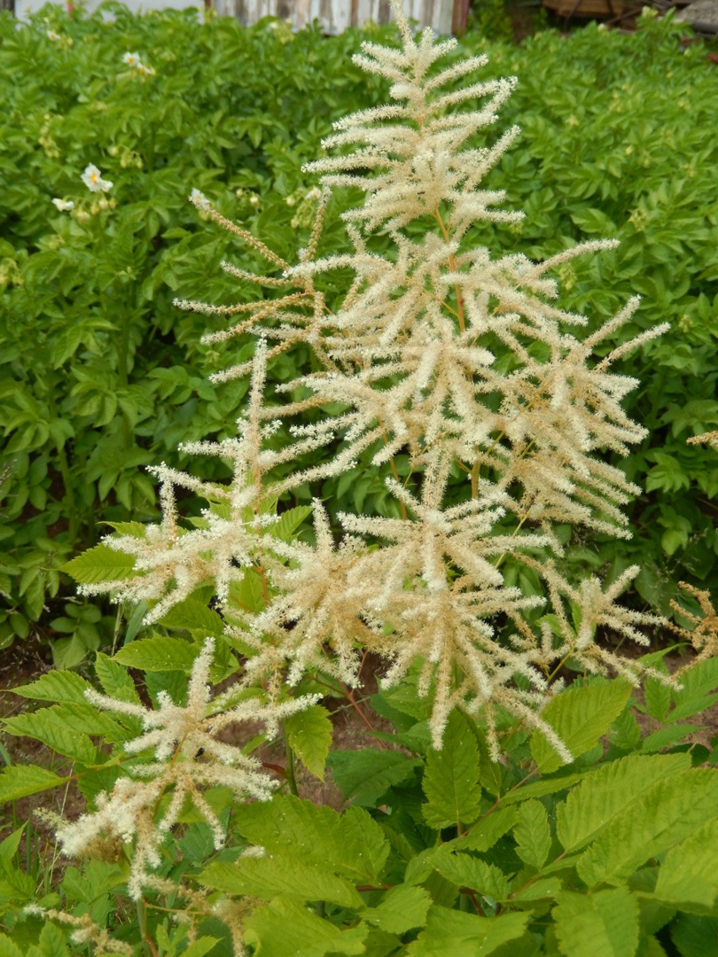 Елена Сивкова | Великие Луки