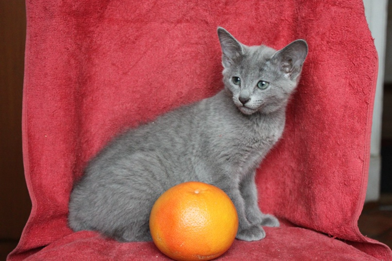 Алексей Дубровский | Санкт-Петербург