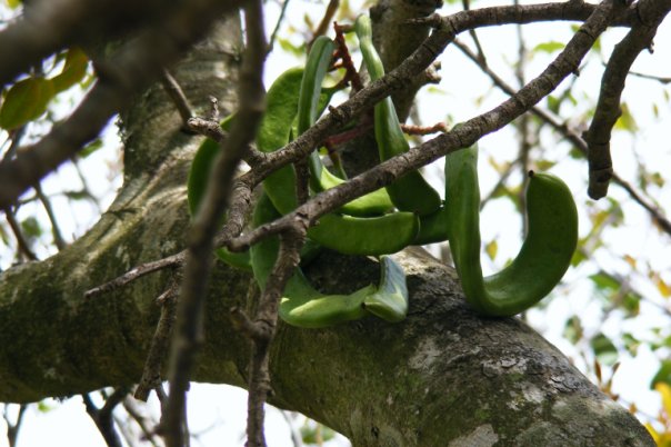 Александр Лернер | Санкт-Петербург