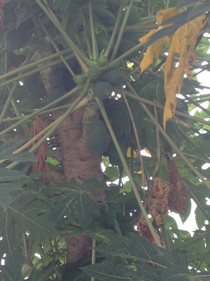 White Rabbit | Москва