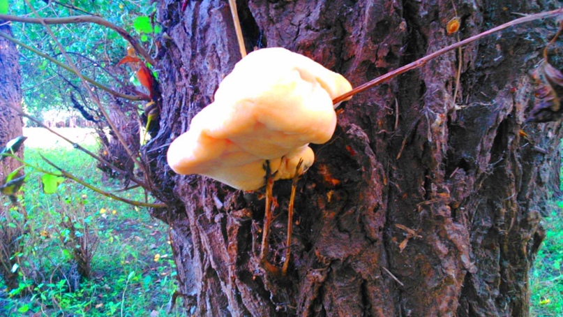 Виктория Селезнёва | Астрахань