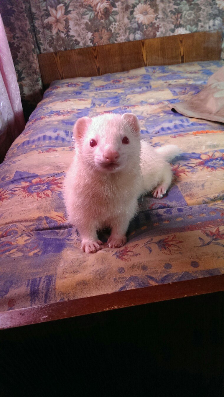 Анастасия Федоровская Александровна | Усть-Кара