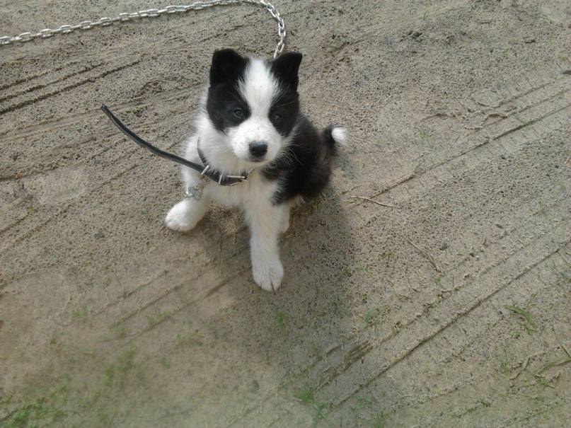 Евгений Владимиров | Шарья