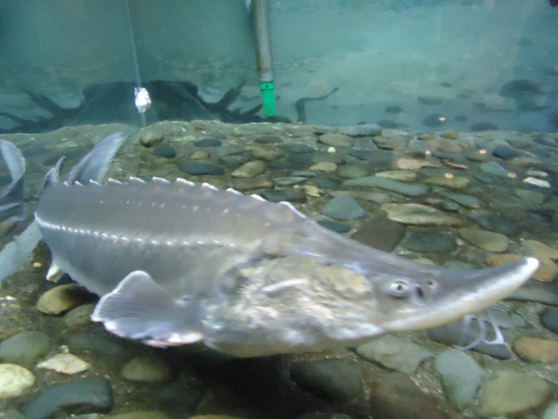 Дмитрий Старостин | Новосибирск