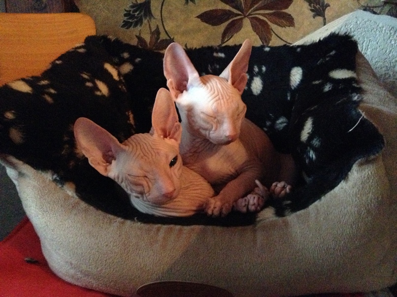 Галина Пашнина | Челябинск