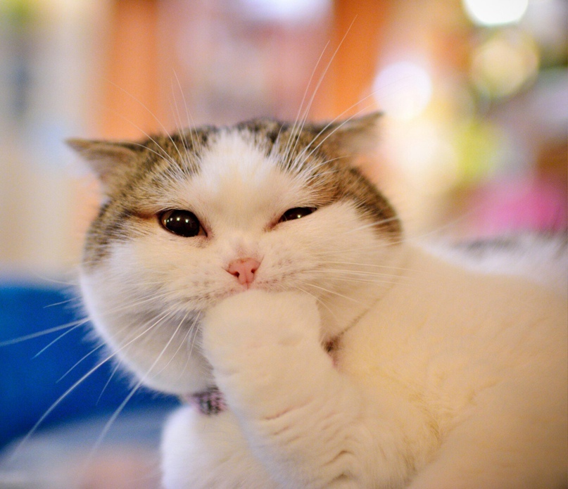 Анастасия Яркова Николаевна | Саратов