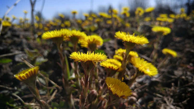 Дмитрий Губарев |