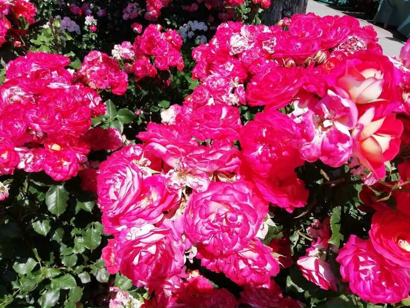 Татьяна Медведева | Выборг