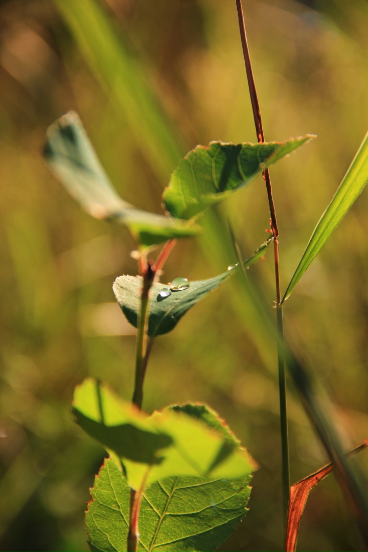 Надежда Гордеева | Москва