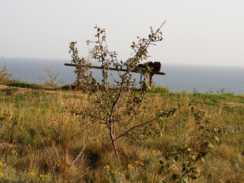 Олег Панасюк | Южное