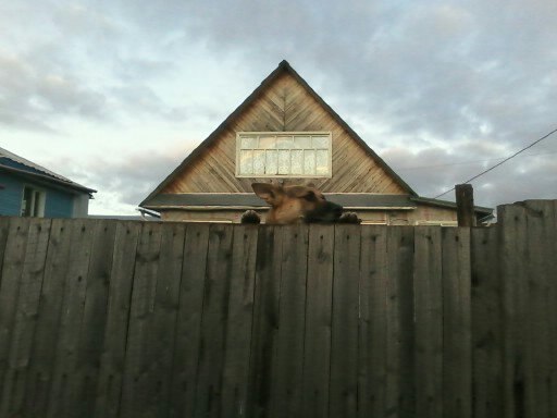 Ольга Камаева | Сыктывкар