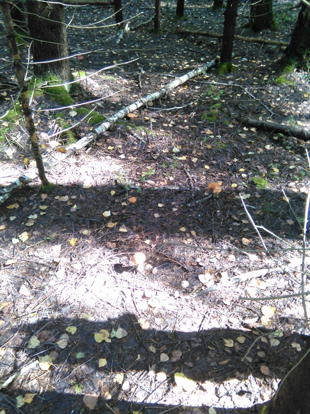 Дмитрий Брыксин | Москва