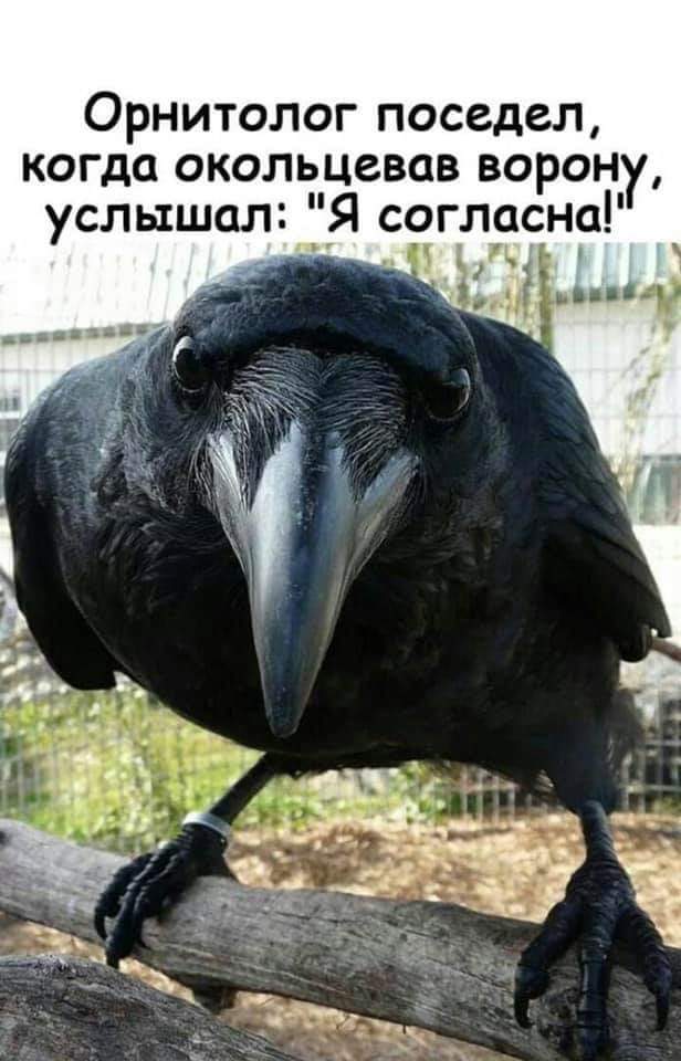 Ринат Гафаров | Санкт-Петербург