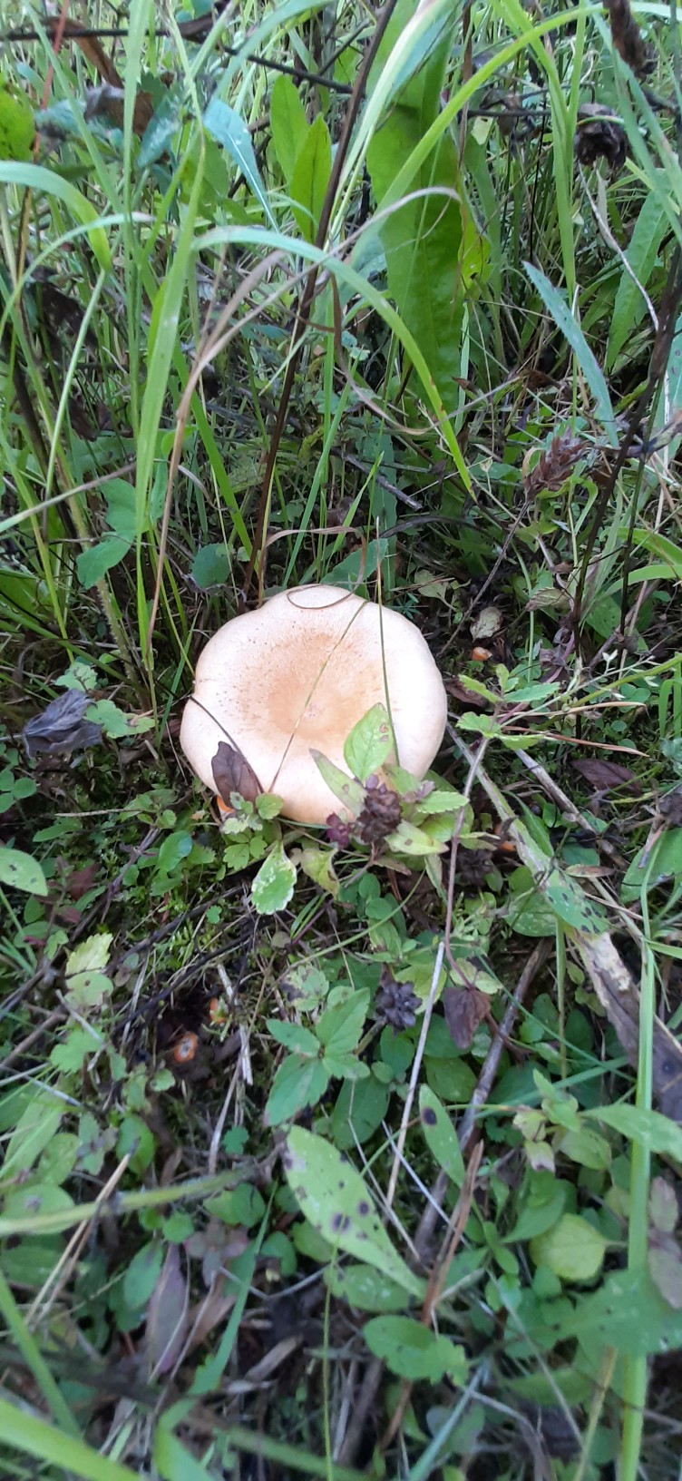 Юлия Трефилова | Киров