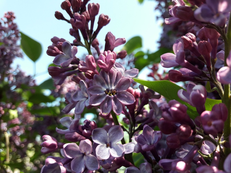 Вячеслав Воропаев | Днепр (Днепропетровск)