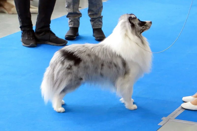 Елена Павлова Kitana | Санкт-Петербург